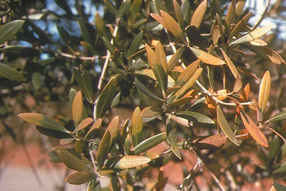 boron deficiency symptoms on olive leaves.jpg